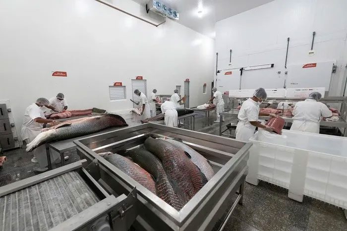 A licensed Arapaima processing facility in Amazonas state, Brazil.