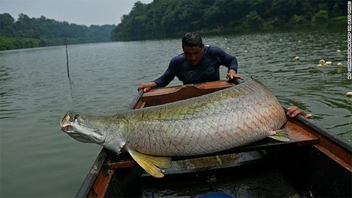 Fisherman loading an arapaima onto a boat in the western Amazon