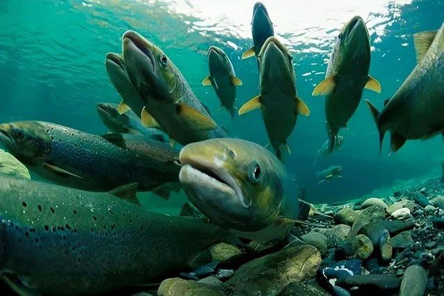 Salmon are typically born in freshwater rivers and streams and then migrate to the sea.