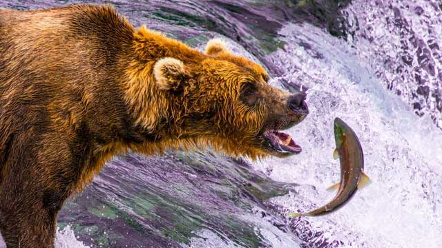 A bear waits at the top of a waterfall, mouth open, waiting for salmon to jump up.