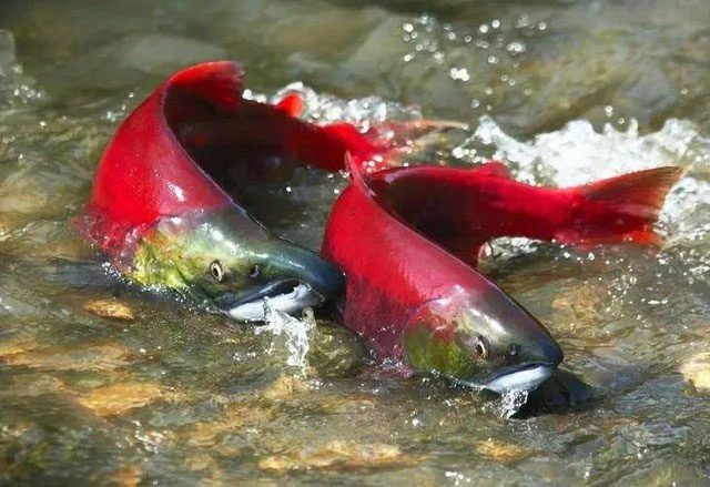 Climate change is also significantly impacting salmon habitats