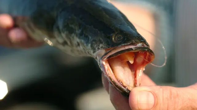 In South Carolina, it is illegal to transport or sell live Northern Snakeheads.