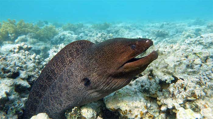 Moray Eel