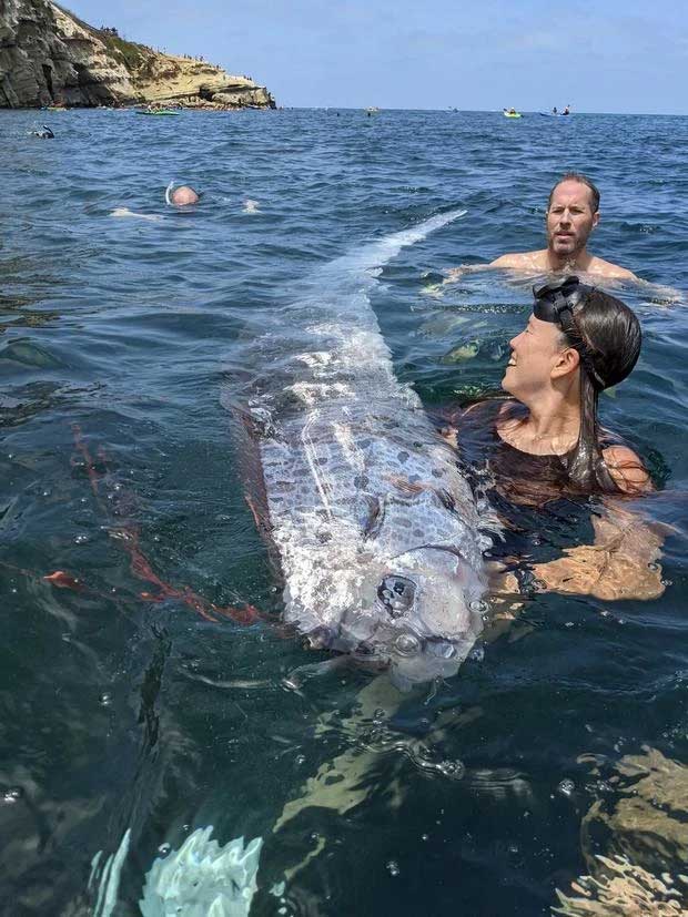 The 3.6m opah fish discovered two days before the earthquake in California