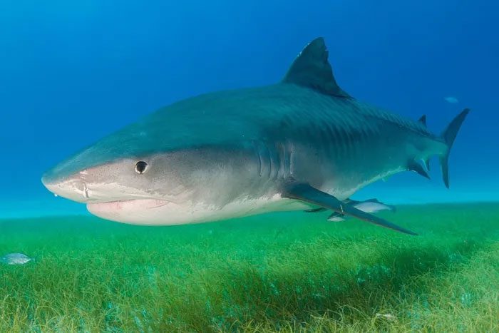 Rising sea temperatures are pushing sharks into shallow waters of Japan