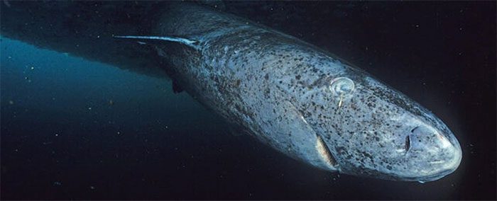 A photo of a Greenland shark, taken in Admiralty Inlet, Nunavut, Canada