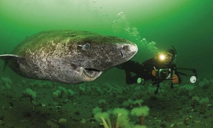 The Greenland shark has a very slow metabolism.