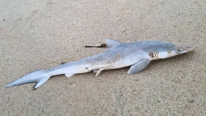 Scientists found traces of cocaine in the Brazilian sharpnose shark.