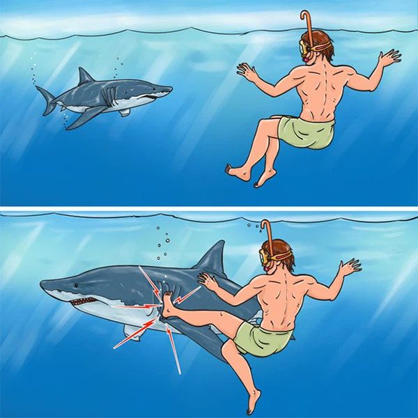 How to Handle a Shark Attack