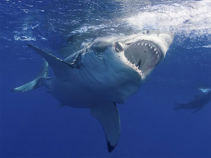 Great White Shark