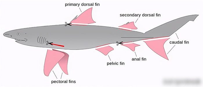 Parts of a shark's body