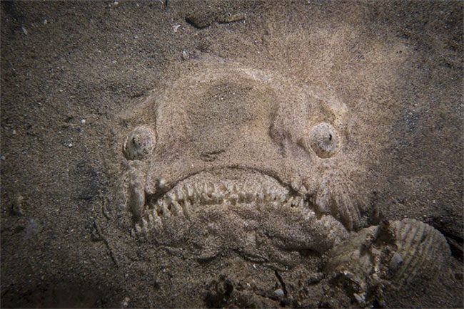 The demon fish hiding under the ocean sand.