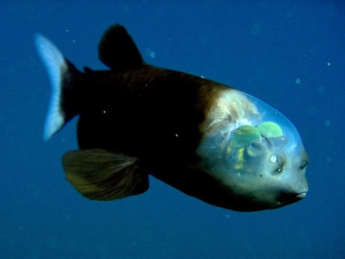 Impressive and Mysterious Transparent Animals