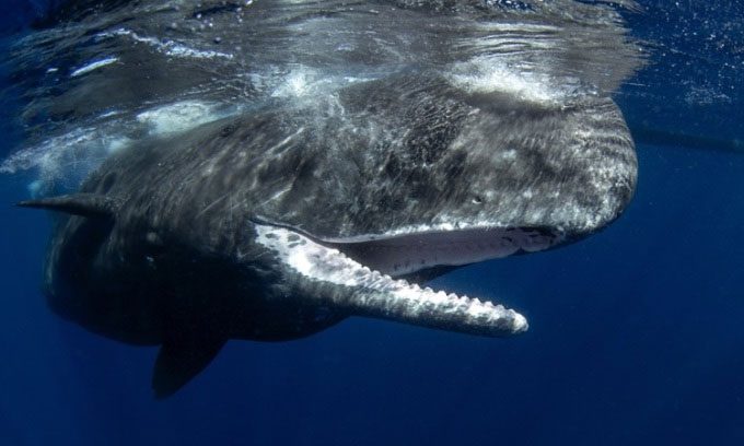 The clicks of sperm whales are the loudest sounds.