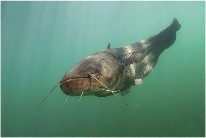 The large golden catfish left the divers stunned.