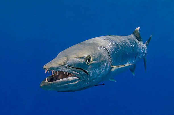 Goliath Tigerfish