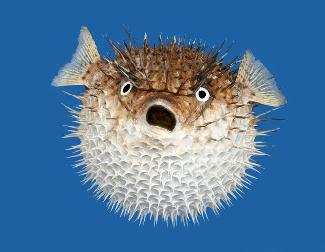 Pufferfish do not inflate their lungs but drink water into their stomach.