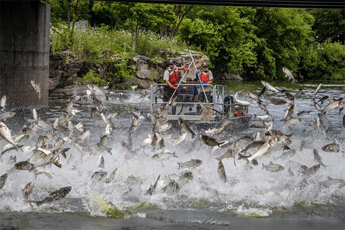 Severe pollution of rivers and lakes affects the quality of freshwater fish.