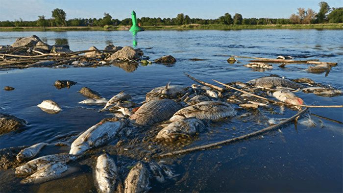 Dead fish floating on the water's surface.