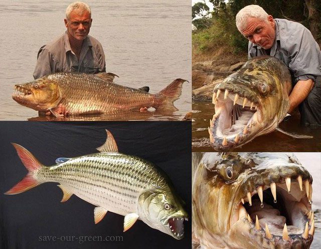 The giant tigerfish is large and strong enough to bite through crocodile skin