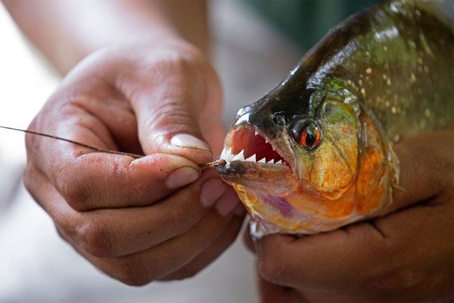 Piranhas are scavengers, primarily preying on fish, crabs, insects, birds, and frogs.