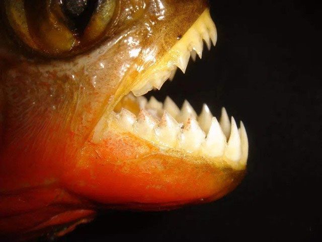 Despite their ferocity, the number of cases of piranhas harming humans is very low.