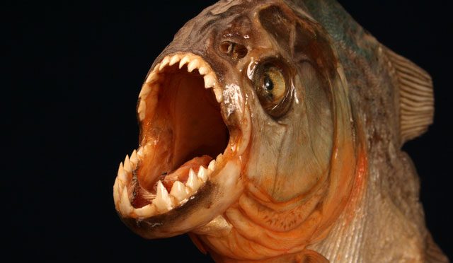 Piranha fish, known for their sharp teeth and aggressive behavior