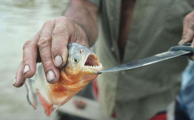 Piranhas are described as "underwater killers"