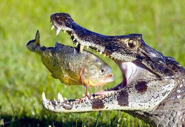 Crocodiles are opportunistic predators