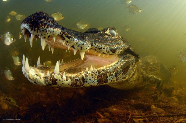 Piranha fish cannot kill adult crocodiles but can still attack juvenile crocodiles.