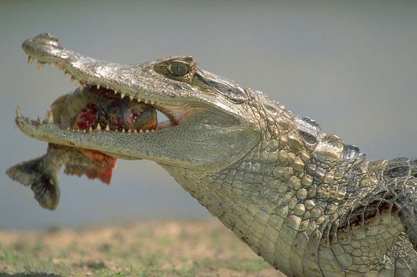 For adult crocodiles, Piranha fish are not a significant threat.