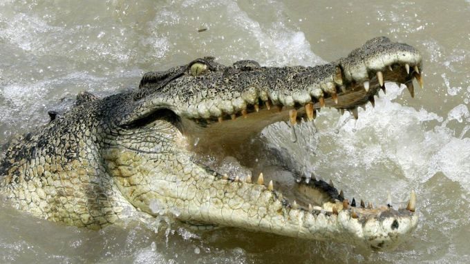 Saltwater crocodiles possess an enormous bite force.