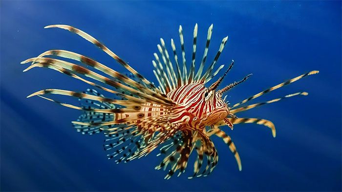 Lionfish