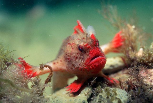 The most notable feature of this fish is its large "hands" formed by its evolved pectoral fins.