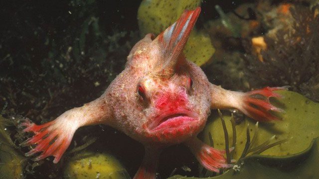 The Red Handfish habitually uses its fin-hands to search for and approach prey.