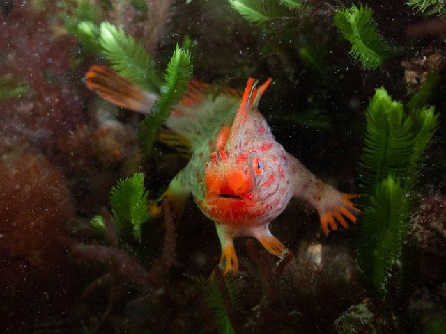 The Red Handfish is also known as the walking fish.