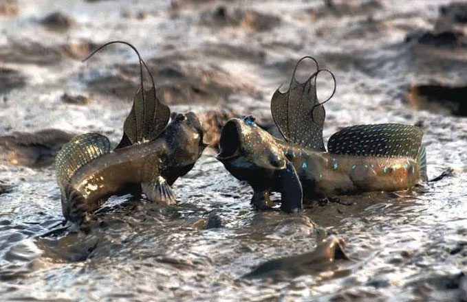 This type of fish can breathe on land primarily because they store water in their gills before coming ashore.