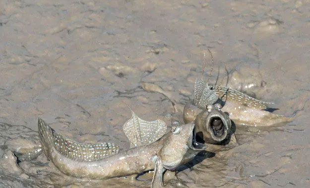 Mudskipper