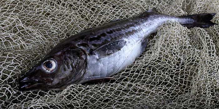 Essentially, imitation crab is made from white fish.