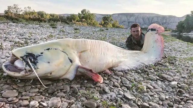 The giant albino catfish measuring 2.31 meters.