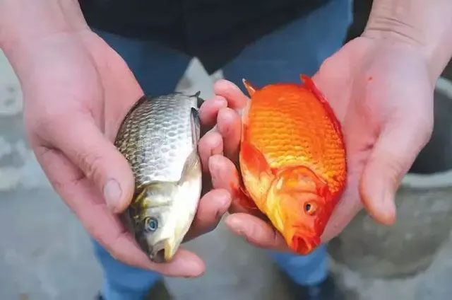 Crucian carp and goldfish.