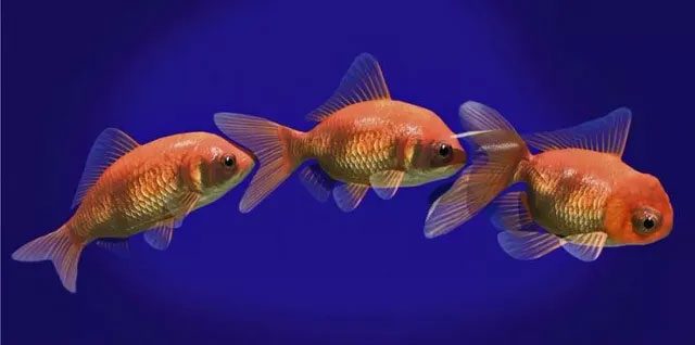 The shape of goldfish changes over time.