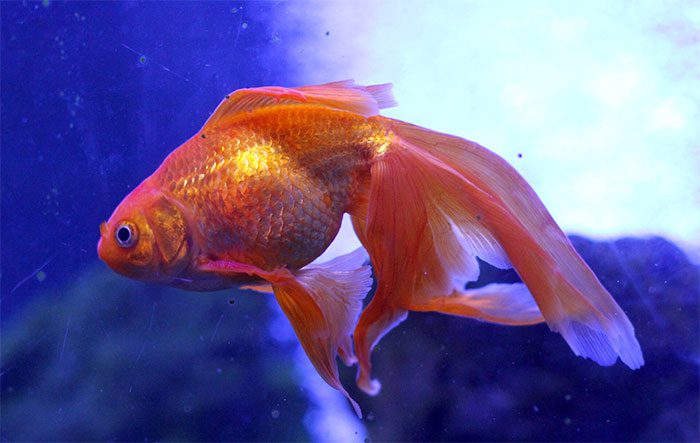 Goldfish have the surprising ability to accurately estimate distances