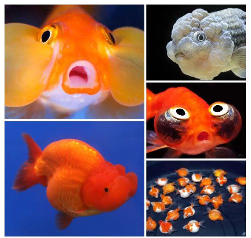 This colorful ornamental fish can beautify any room in your home.