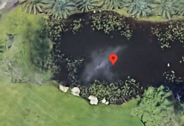 Image of a "whale" swimming in a pond on a farm in the USA.