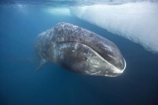 Bowhead Whale