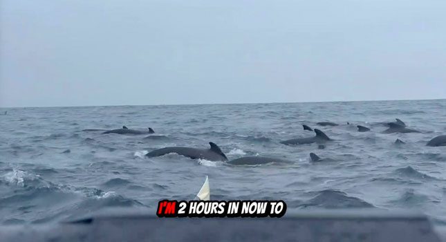 The bustling pod of whales Waddington encountered at sea.