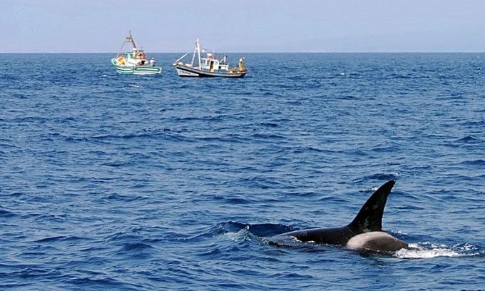 Orcas attacking vessels off the coast of Spain.