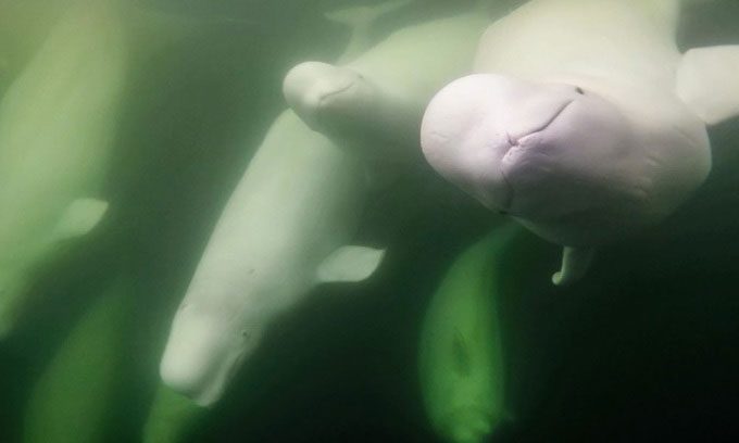 Beluga whales on their migration.