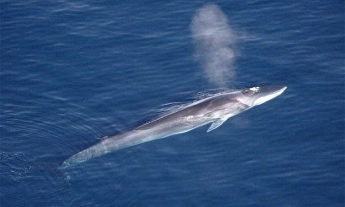 The fin whale is the second largest animal in the world after the blue whale.